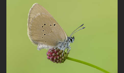 Dunkler Wiesenknopf-Ameisenbläuling (Glaucopsyche nausithous)