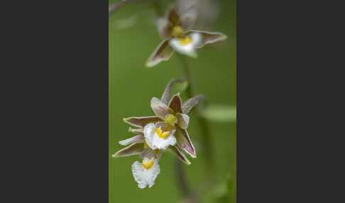 Sumpf-Sitter (Epipactis palustris)