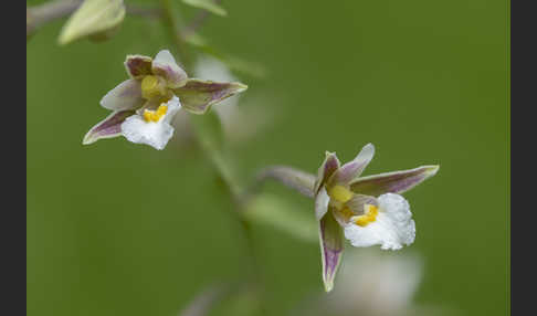 Sumpf-Sitter (Epipactis palustris)