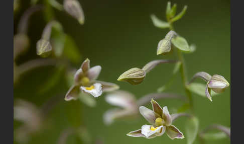 Sumpf-Sitter (Epipactis palustris)