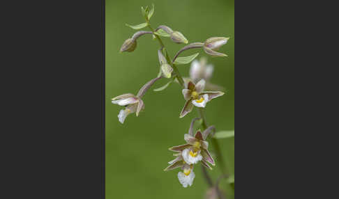 Sumpf-Sitter (Epipactis palustris)