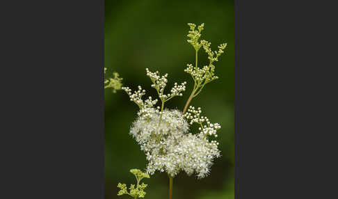 Echtes Mädesüß (Filipendula ulmaria)