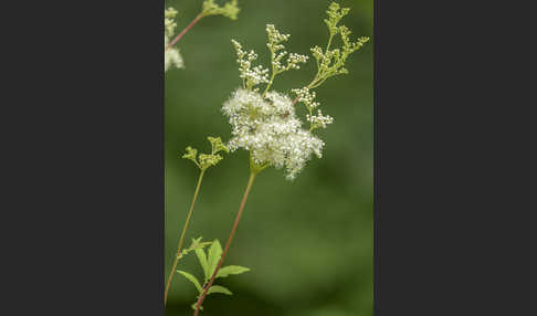 Echtes Mädesüß (Filipendula ulmaria)