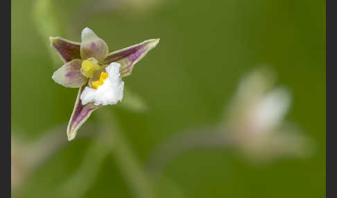 Sumpf-Sitter (Epipactis palustris)