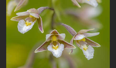 Sumpf-Sitter (Epipactis palustris)