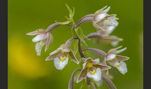 Sumpf-Sitter (Epipactis palustris)