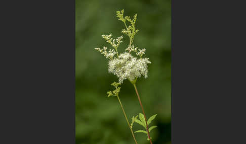 Echtes Mädesüß (Filipendula ulmaria)