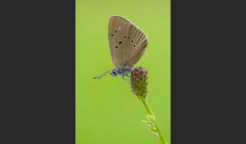 Dunkler Wiesenknopf-Ameisenbläuling (Glaucopsyche nausithous)