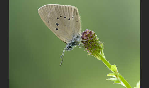 Dunkler Wiesenknopf-Ameisenbläuling (Glaucopsyche nausithous)