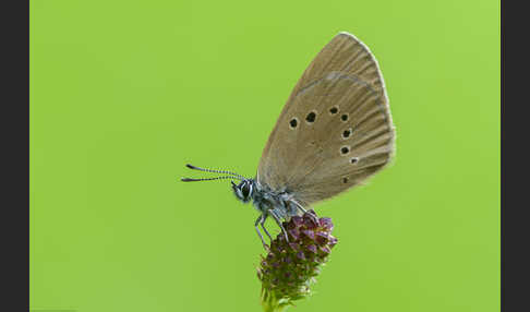 Dunkler Wiesenknopf-Ameisenbläuling (Glaucopsyche nausithous)