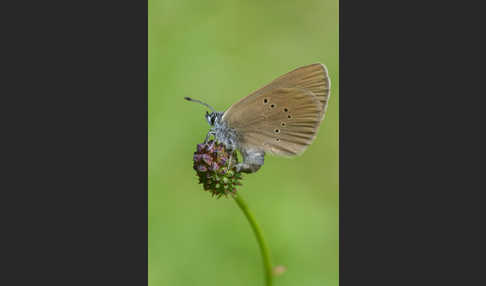 Dunkler Wiesenknopf-Ameisenbläuling (Glaucopsyche nausithous)