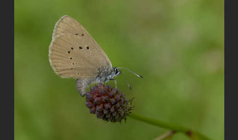 Dunkler Wiesenknopf-Ameisenbläuling (Glaucopsyche nausithous)