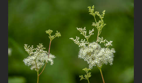 Echtes Mädesüß (Filipendula ulmaria)