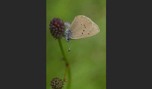 Dunkler Wiesenknopf-Ameisenbläuling (Glaucopsyche nausithous)