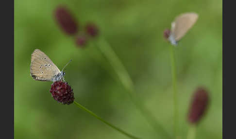 Dunkler Wiesenknopf-Ameisenbläuling (Glaucopsyche nausithous)