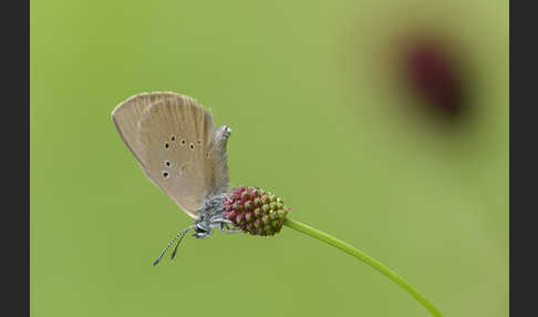 Dunkler Wiesenknopf-Ameisenbläuling (Glaucopsyche nausithous)