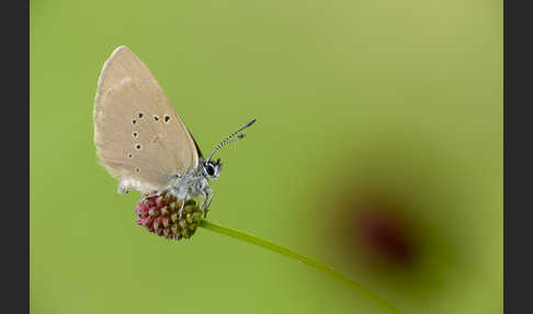 Dunkler Wiesenknopf-Ameisenbläuling (Glaucopsyche nausithous)