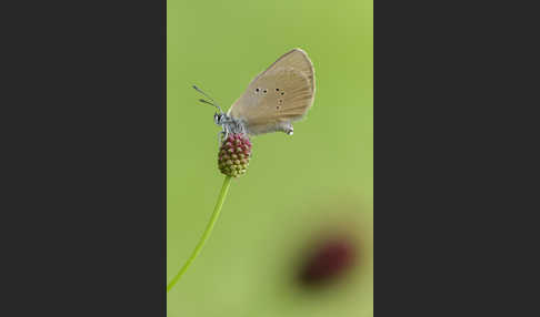 Dunkler Wiesenknopf-Ameisenbläuling (Glaucopsyche nausithous)