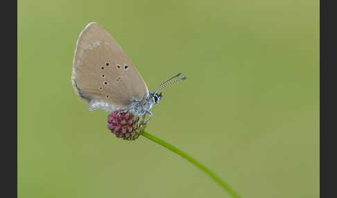 Dunkler Wiesenknopf-Ameisenbläuling (Glaucopsyche nausithous)