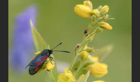 Klee-Widderchen (Zygaena trifolii)