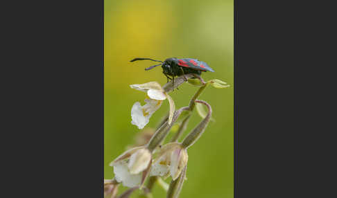 Klee-Widderchen (Zygaena trifolii)