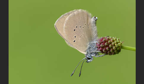 Dunkler Wiesenknopf-Ameisenbläuling (Glaucopsyche nausithous)