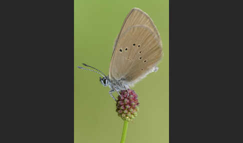 Dunkler Wiesenknopf-Ameisenbläuling (Glaucopsyche nausithous)