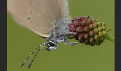 Dunkler Wiesenknopf-Ameisenbläuling (Glaucopsyche nausithous)