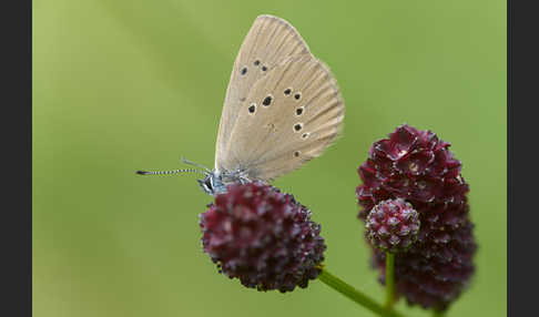 Dunkler Wiesenknopf-Ameisenbläuling (Glaucopsyche nausithous)