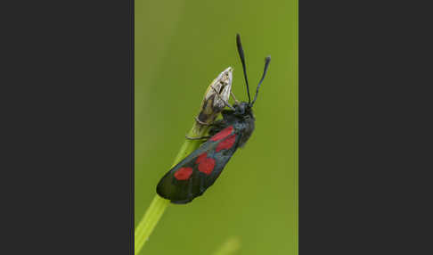 Klee-Widderchen (Zygaena trifolii)