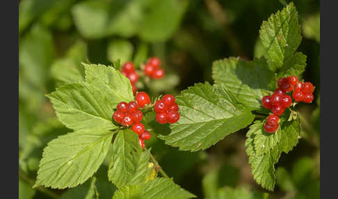 Steinbeere (Rubus saxatilis)