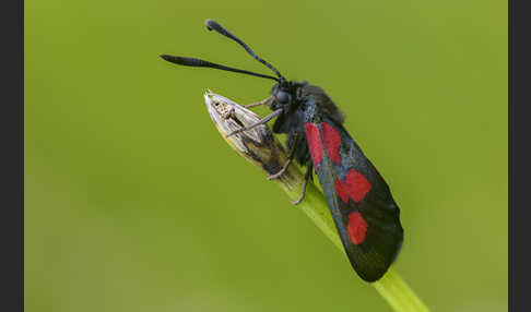 Klee-Widderchen (Zygaena trifolii)