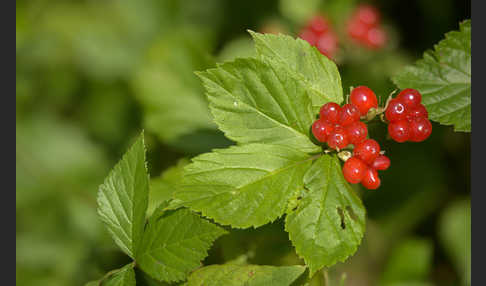 Steinbeere (Rubus saxatilis)