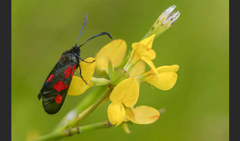 Klee-Widderchen (Zygaena trifolii)