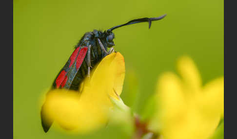 Klee-Widderchen (Zygaena trifolii)