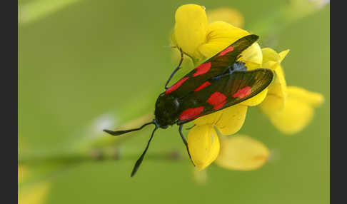 Klee-Widderchen (Zygaena trifolii)