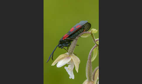 Klee-Widderchen (Zygaena trifolii)