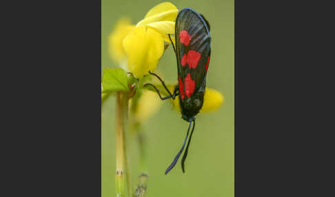 Klee-Widderchen (Zygaena trifolii)