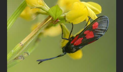 Klee-Widderchen (Zygaena trifolii)