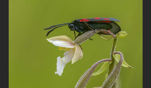 Klee-Widderchen (Zygaena trifolii)