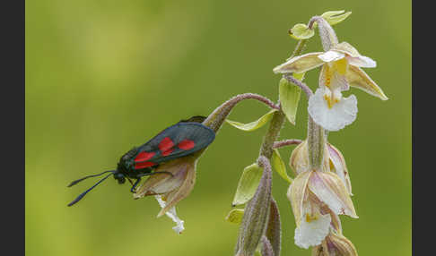 Klee-Widderchen (Zygaena trifolii)