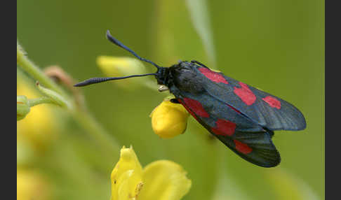 Klee-Widderchen (Zygaena trifolii)