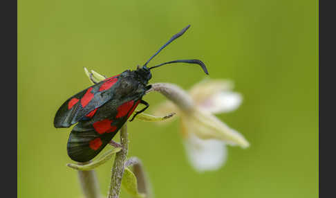 Klee-Widderchen (Zygaena trifolii)