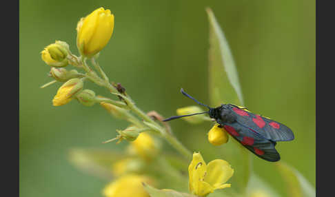 Klee-Widderchen (Zygaena trifolii)