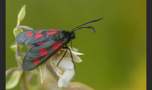 Klee-Widderchen (Zygaena trifolii)