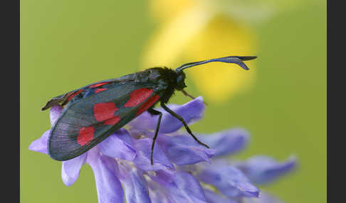 Klee-Widderchen (Zygaena trifolii)