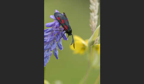 Klee-Widderchen (Zygaena trifolii)