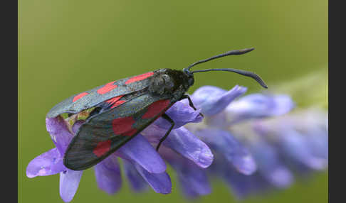 Klee-Widderchen (Zygaena trifolii)