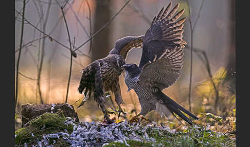 Habicht (Accipiter gentilis)