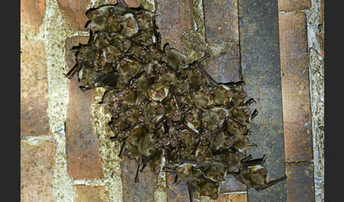 Mausohr (Myotis myotis)